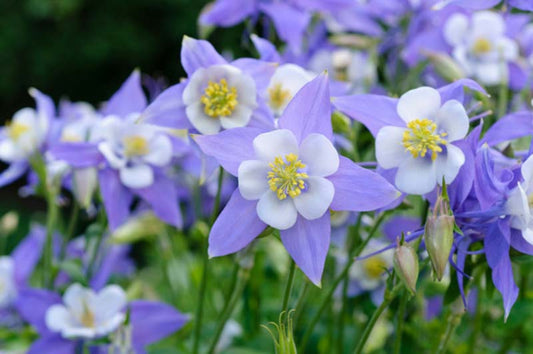 Aquilegia Caerulea Blå