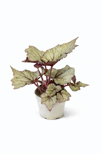 Begonia (bladbegonia)
