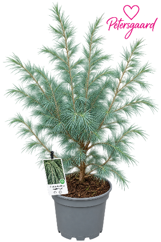 Deodara Ceder træ 75 cm