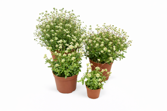 Crassula Radicans i hvid