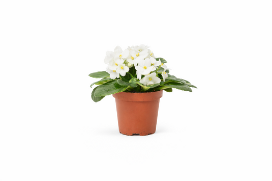 Saint Paulia Hvid Mini
