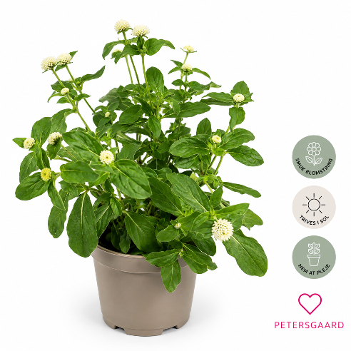 Hvid Kugleamarant - Gomphrena globosa