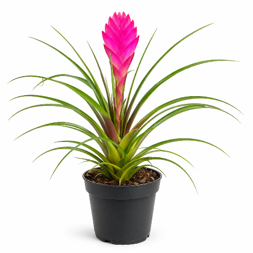 Tillandsia Cynanea Lyserød