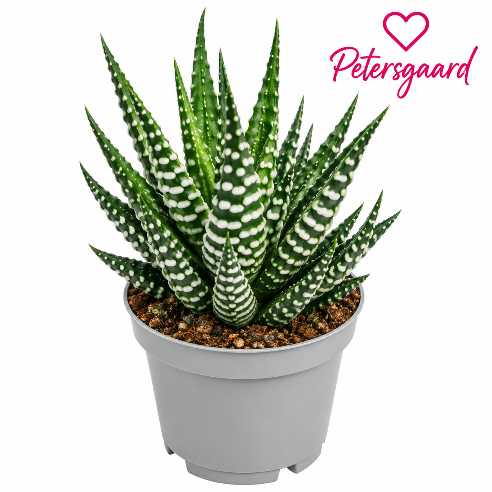 Sukkulent Haworthia Big band Mini