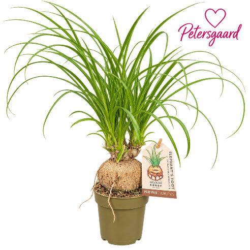 Elefantfod - Beaucarnea Recurvata