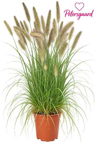 Pennisetum ‘Hameln’ – Lampepudsergræs
