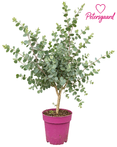 Eucalyptus