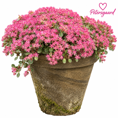 Sedum / Stenurti patineret lerpotte