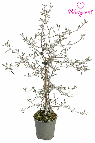 Spøgelsestræ - Corokia Mini