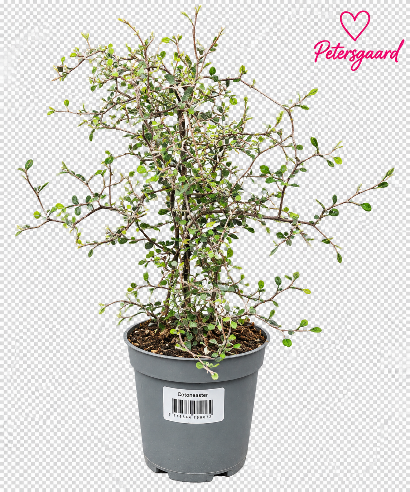Spøgelsestræ - Corokia 11 cm potte