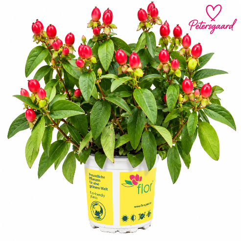 Hypericum – Perikon med dekorative bær