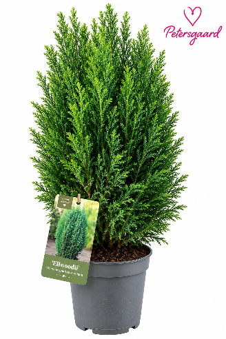 Cypres Ellwoodii 60 cm