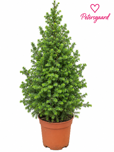 Sukkertopgran - 50 cm