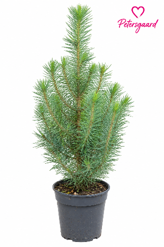 Pinus Pinea
