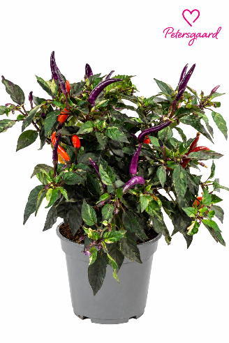 Capsicum annuum – dekorativ chili