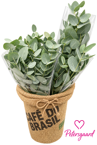 Eucalyptus i bundter