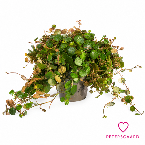 peperomia Pepperspot