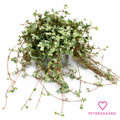 Pilea Greazy