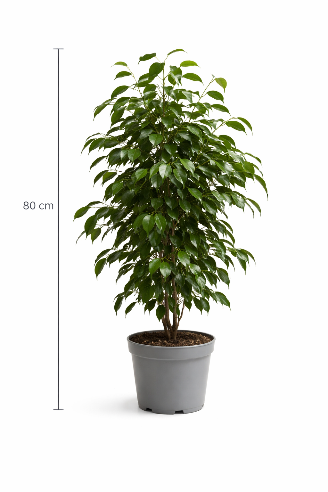 Ficus benjamina Danielle - Stuebirk