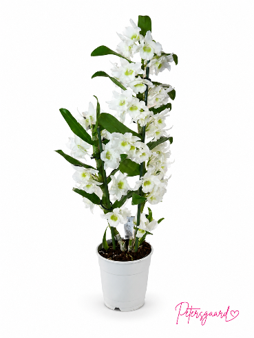 Dendrobium Orkide Hvid