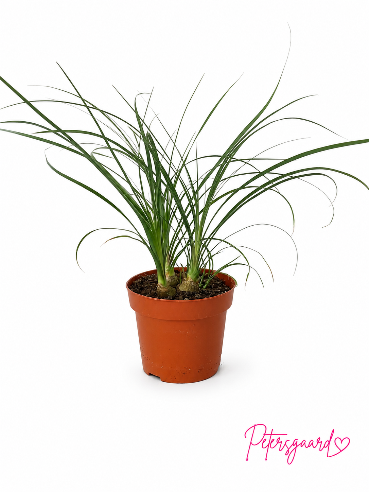 Beaucarnea