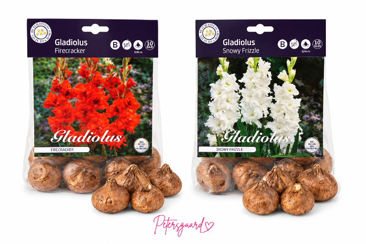 Gladiolus løg - Rød eller hvid