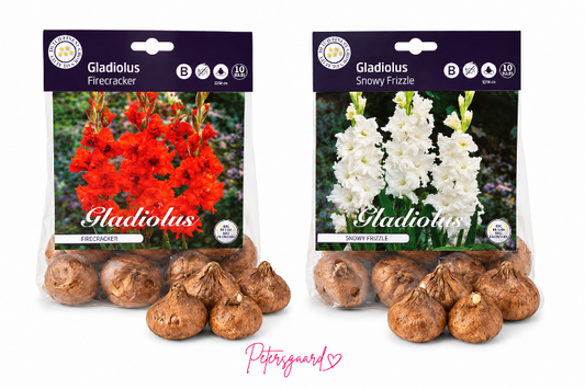 Gladiolus løg - Rød eller hvid