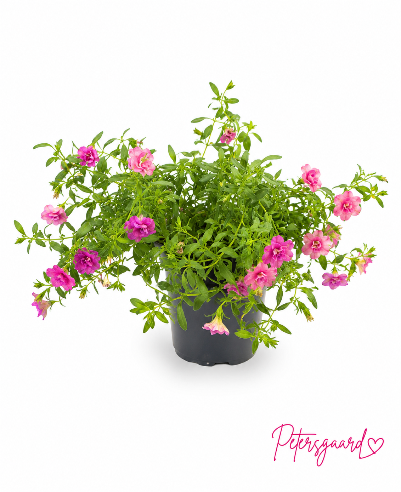 Fyldt Petunia i lyserød