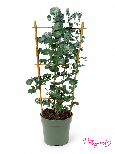 Eucalyptus på Espalier