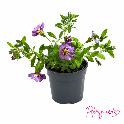 Petunia Violet Frost