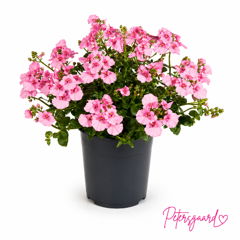 Tvillingeblomst - Diascia pink