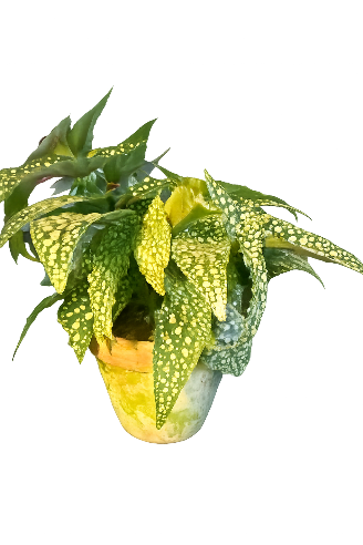 Begonia maculata i patineret lerpotte