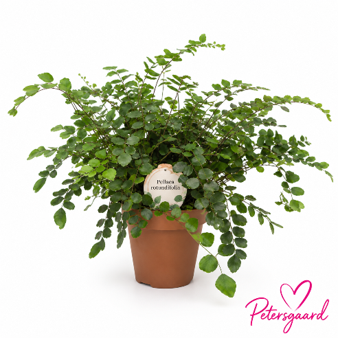 Pellaea rotundifolia – den fine knapbregne