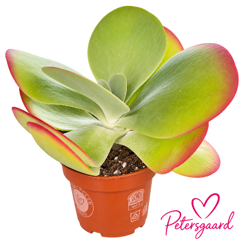 Øresvøb / Ørepadderok - Kalanchoe thyrsiflora