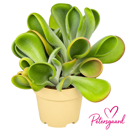 Cotyledon – stor Curly sukkulent - Pig´s ear