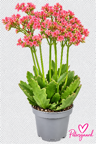 Kalanchoe Hybrid Queen