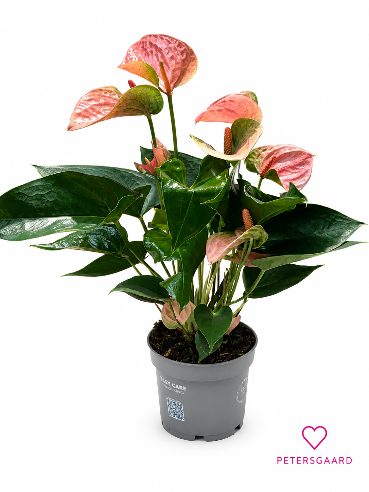 Rosa Anthurium (Flamingo)