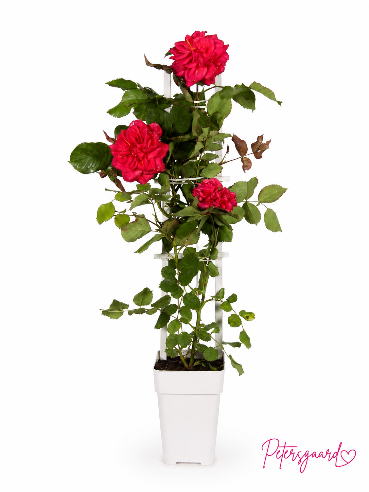 Klatrerose “Crazy in Love” RØD– 15 cm potte