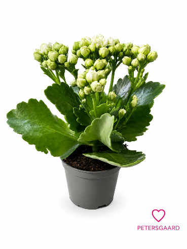 Kalanchoe Hvid Mini