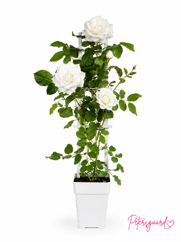 Klatrerose “Crazy in Love” Hvid– 15 cm potte
