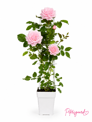 Klatrerose “Crazy in Love” Lyserød– 15 cm potte