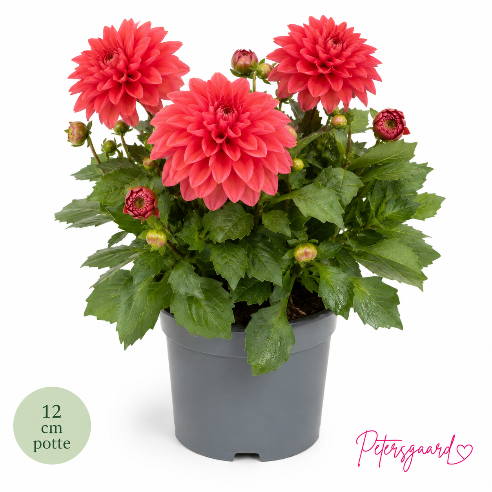 Dahlia peach