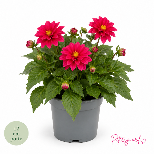 Dahlia Pink