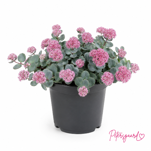 Sedum Sieboldii 11 cm