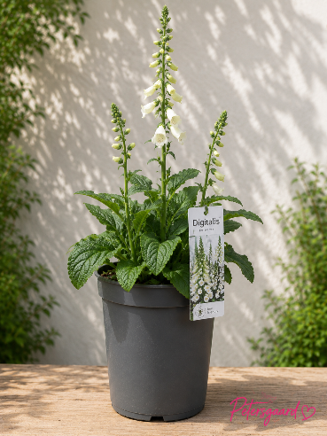 Digitalis Hvid