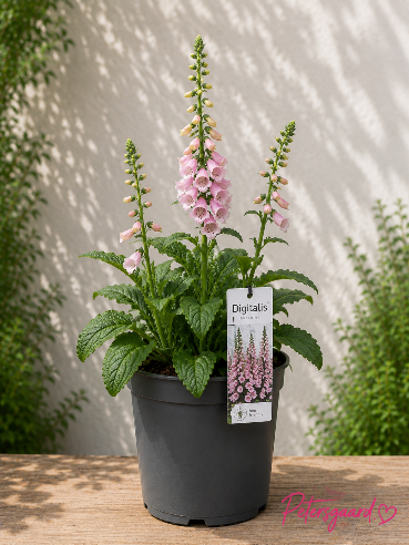Digitalis Rosa