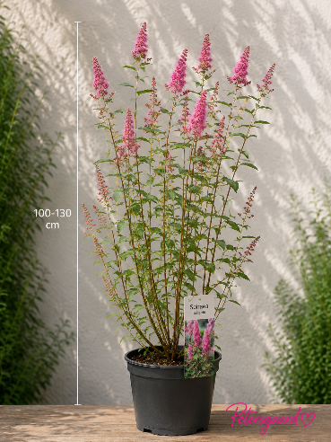 Rævehalespiræa - Spiraea billiardii