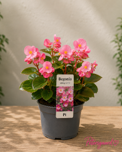 Isbegonia Lyserød