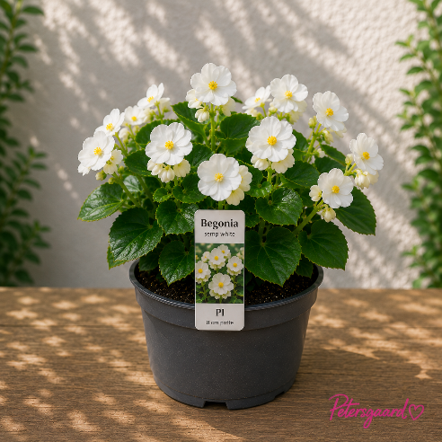 Isbegonia Hvid