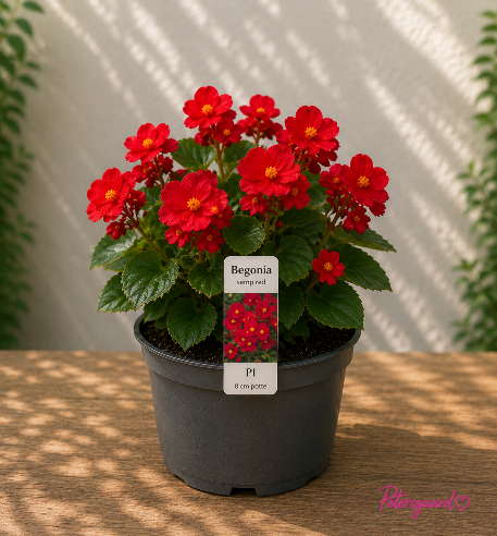 Isbegonia Rød